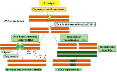 Advancing crop disease resistance through genome editing: a promising approach for enhancing agricultural production
